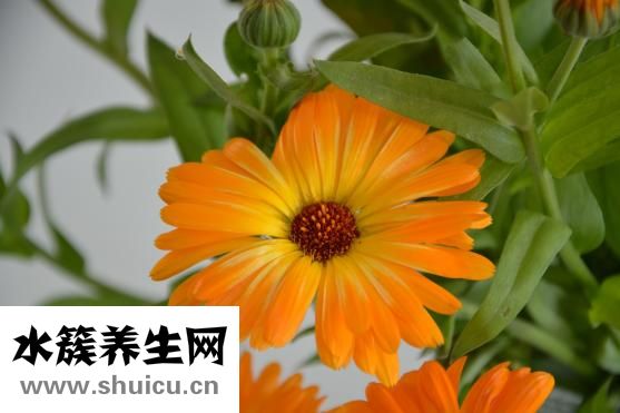 花色掛面怎么保藏