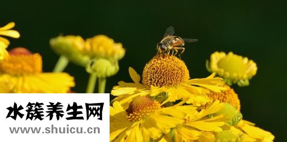 家常白菜肉卷怎么做