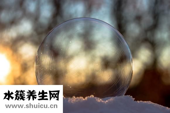 苦楝子怎么能治頭癬