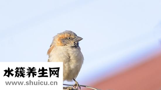 清蒸鱸魚怎么切