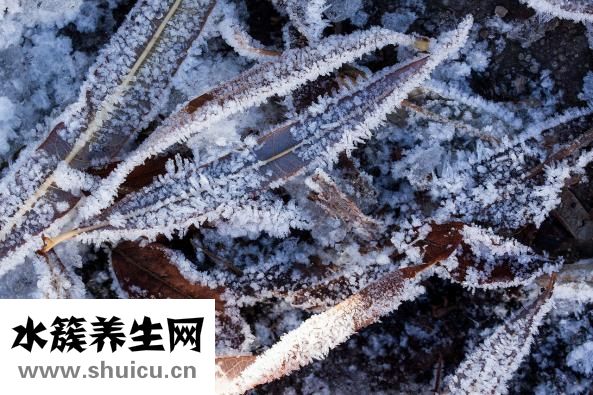 狗狗耳朵不好怎么辦