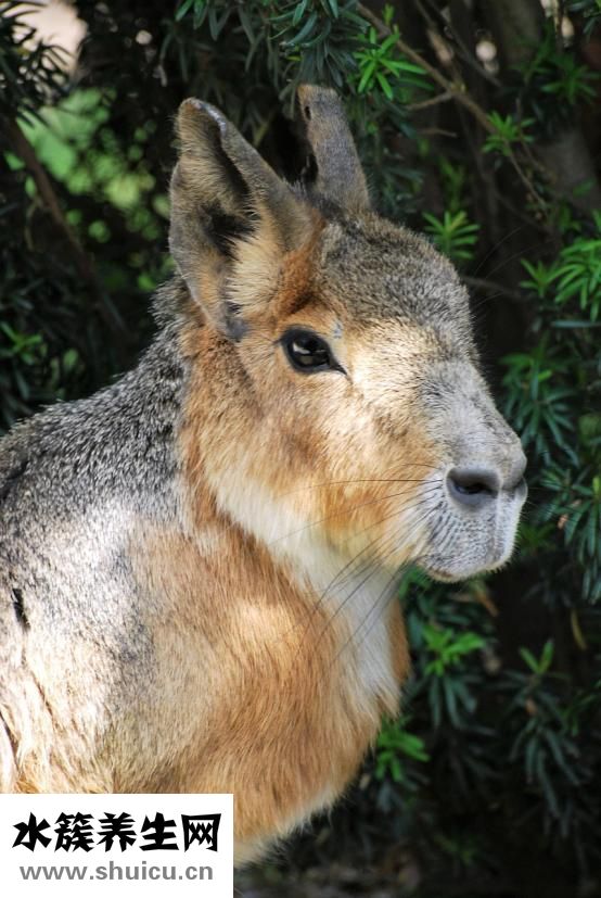 泰迪狗腿斷了怎么辦