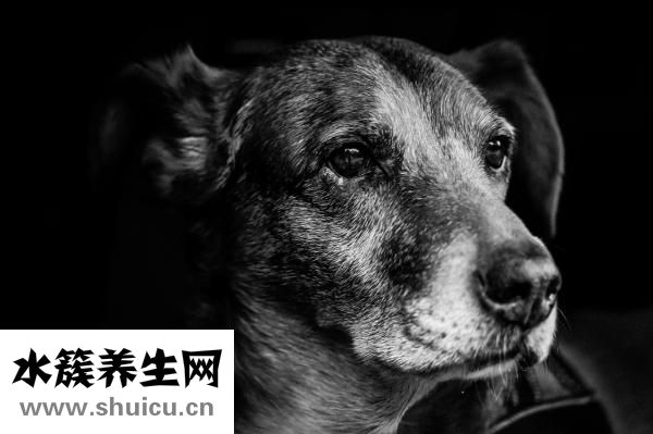 狗狗嗆氣管怎么辦