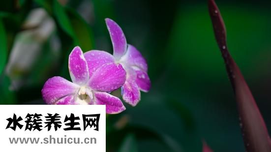 石斛蘭花怎么養