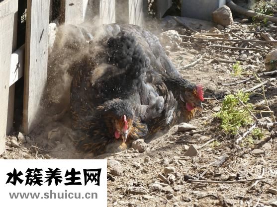 衣服吸灰塵怎么辦