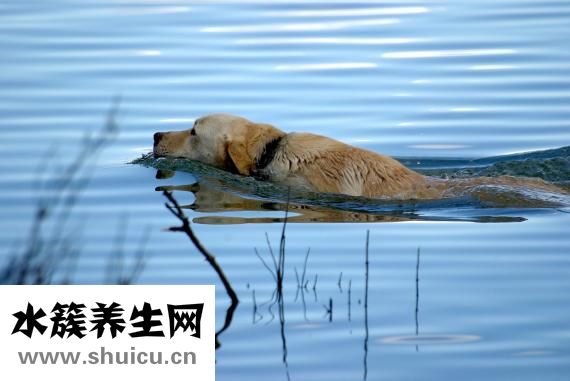 泰迪狗腿斷了怎么辦