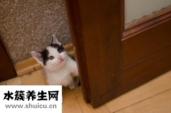 虎斑貓怎么看品相