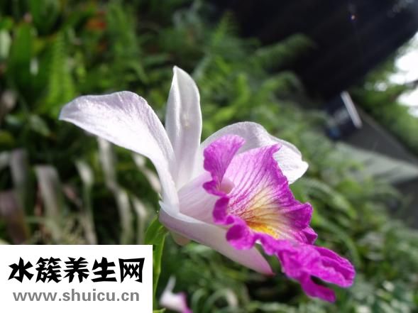 石斛蘭花怎么養