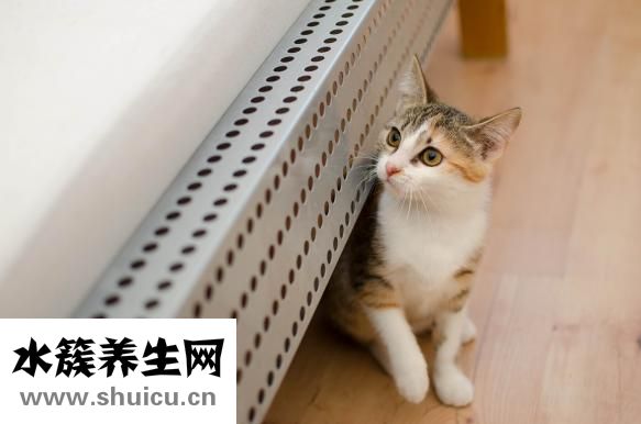 虎斑貓怎么看品相