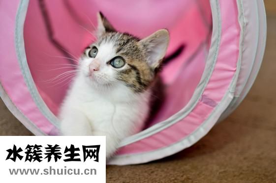 虎斑貓怎么看品相