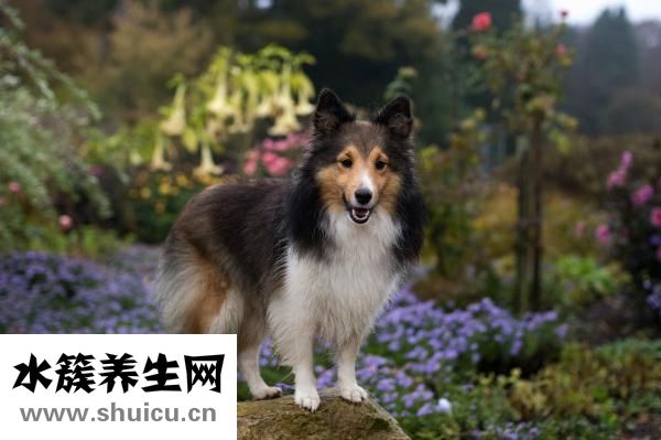 泰迪狗腿斷了怎么辦