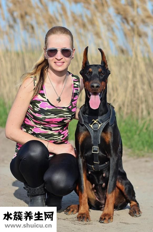 獅子怎么分辨雌雄