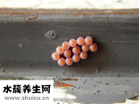 腌好的雞蛋怎么保存