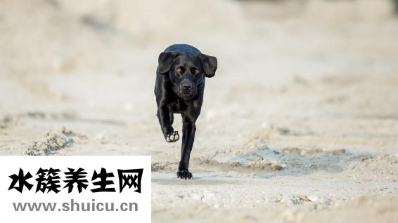 泰迪狗腿斷了怎么辦