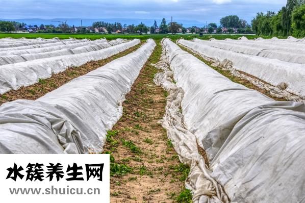 紫薯粑粑怎么做