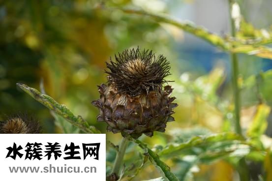 長(zhǎng)期尿分叉怎么治