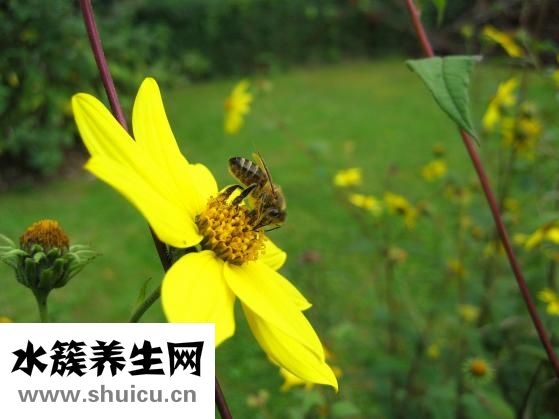 世家魔法膠棉怎么換