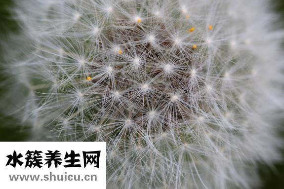 魚(yú)缸水草種子怎么種