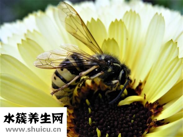 黃色花粉怎么洗