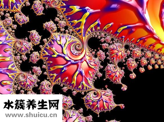 冬蟲草筒骨湯怎么煮