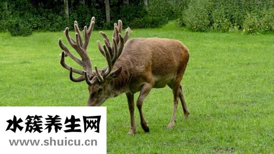 鹿茸毛怎么去除