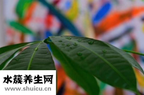 長(zhǎng)期尿分叉怎么治