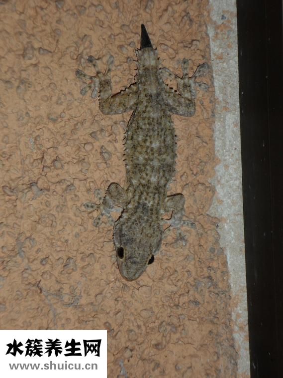 野生壁虎怎么養