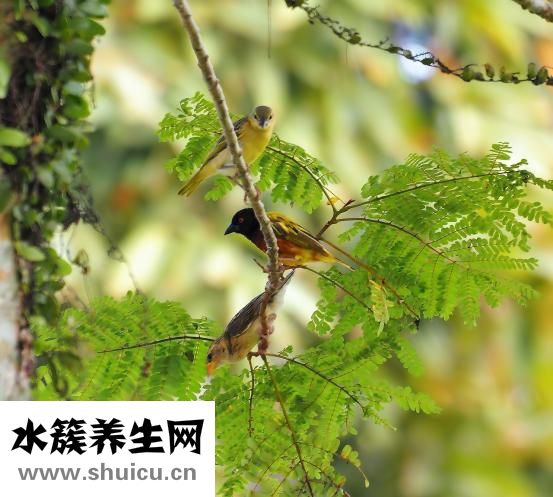 野生壁虎怎么養