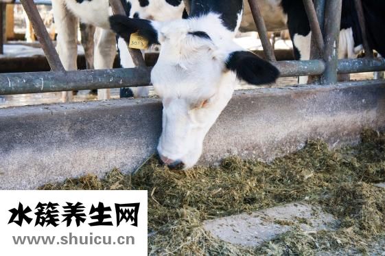 保濕精純霜怎么用