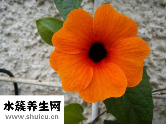 黑眼珠發白是怎么了