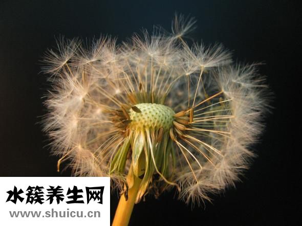 吃完的石榴籽怎么種