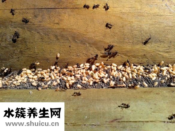 雞蛋脆餅怎么做