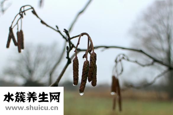 吃完的石榴籽怎么種