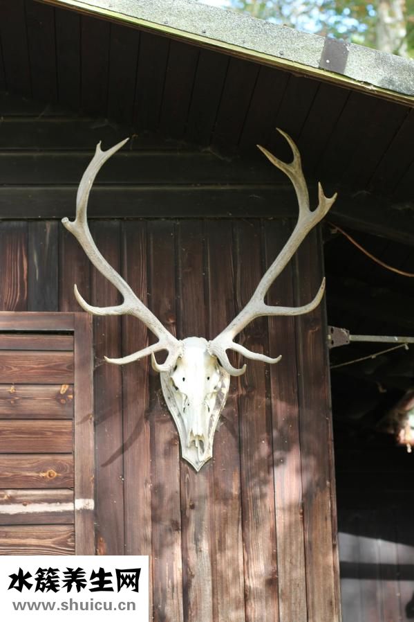 鹿茸太硬怎么切片