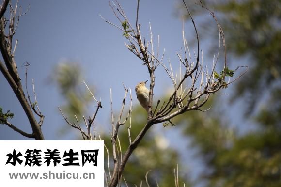 野生壁虎怎么養