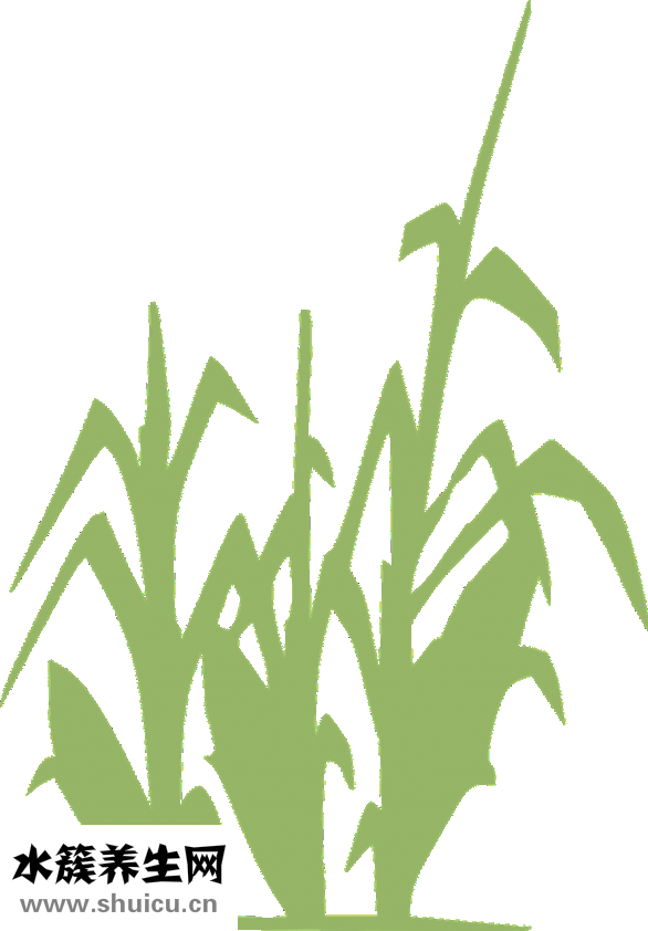 長(zhǎng)期尿分叉怎么治