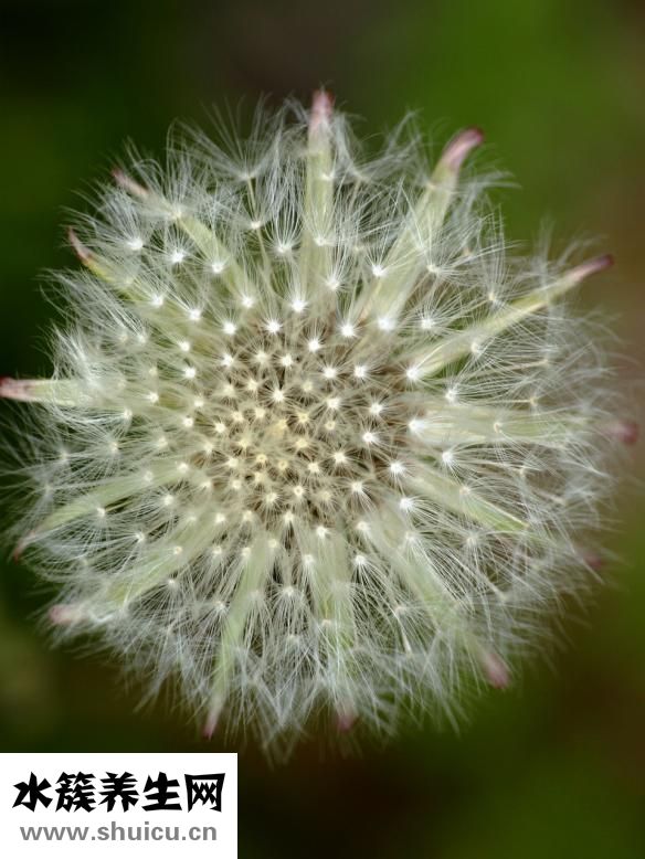 魚(yú)缸水草種子怎么種