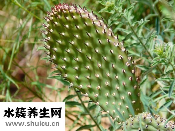 龍須掛面怎么做好吃