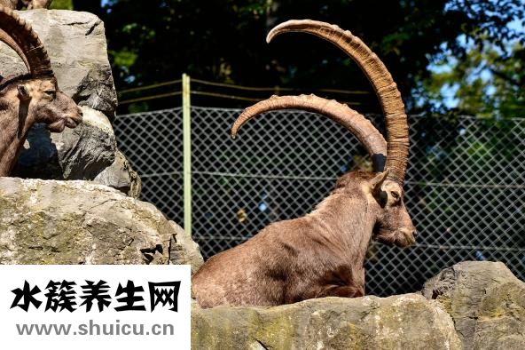 鹿茸毛怎么去除