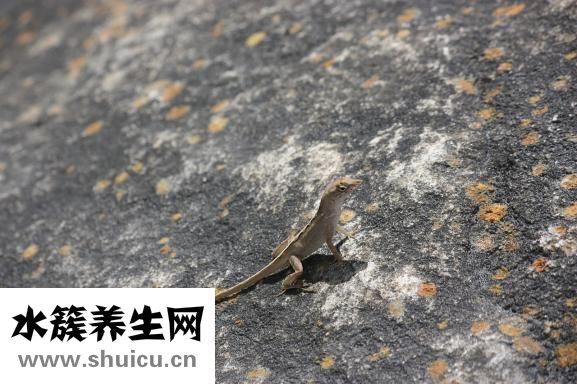 野生壁虎怎么養