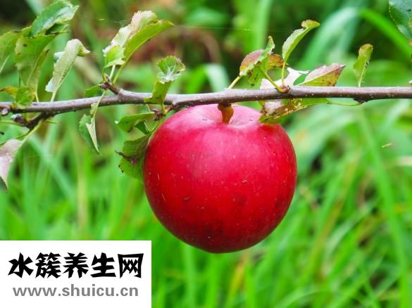 亞當(dāng)與夏娃怎么玩