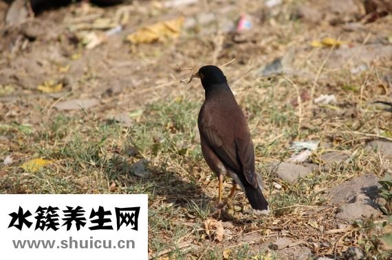 鴿子怎么殺有營養