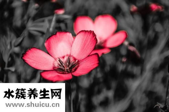 倉鼠的年齡怎么看