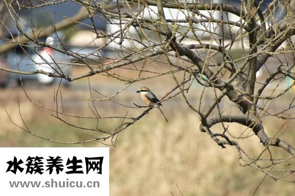 野生壁虎怎么養