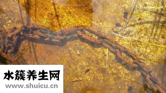 魚缸有水螅怎么處理