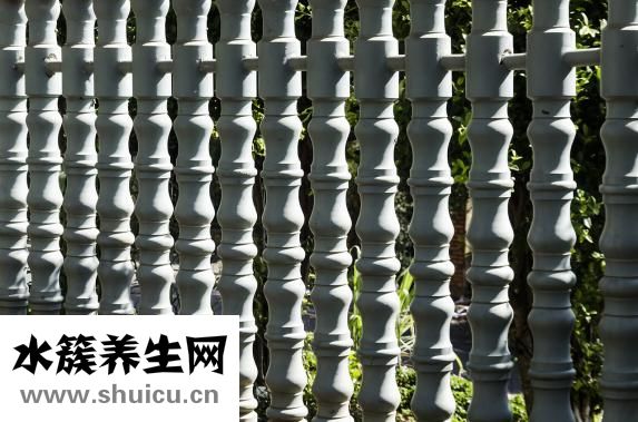 魚缸有水螅怎么處理