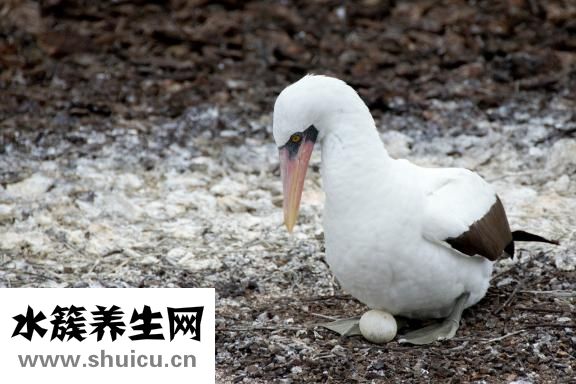 單面荷包蛋怎么煎