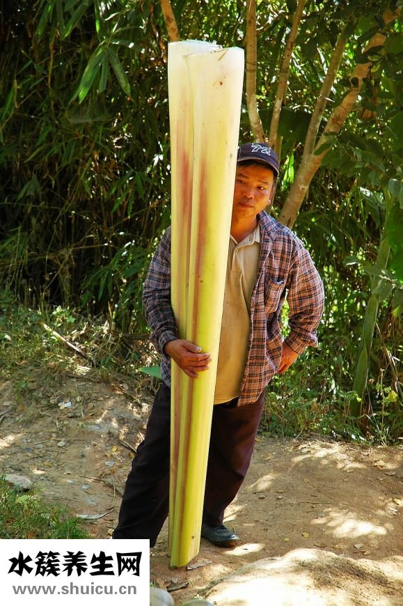 吃了香蕉胃痛怎么辦