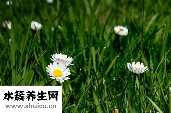 九宮飛怎么運用