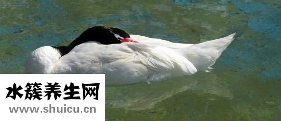 黑頸龜怎么捕抓